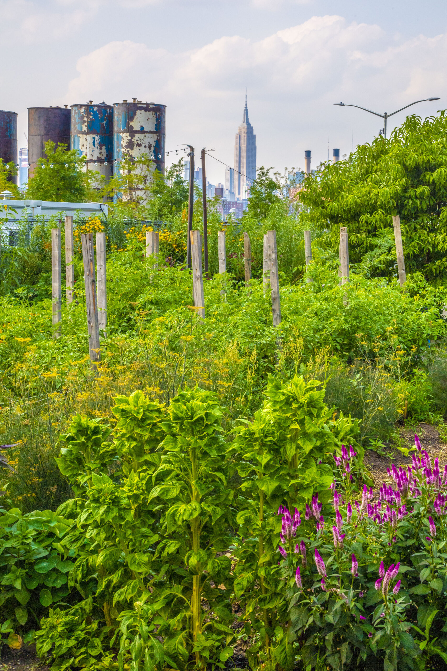 Resiliency Rising: New Program Supports NYC Farmers and Advisors Adapting to New Extremes