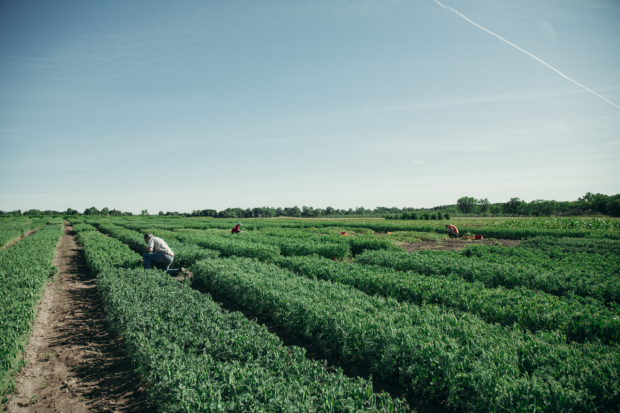 New York State Department of Agriculture and Markets Announces Climate-Resilient Farming Grant Opportunity